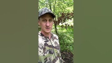 The best type of branch for a mock scrape 🦌