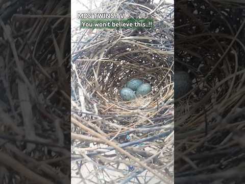 You Won T Believe This CROW EGGS From Our Garden Tree MAYAI YA KUNGURU Mdstwinstv