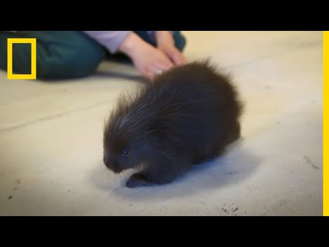 Vous Ne Vous Piquerez Pas En Caressant Un Bebe Porc Epic Youtube