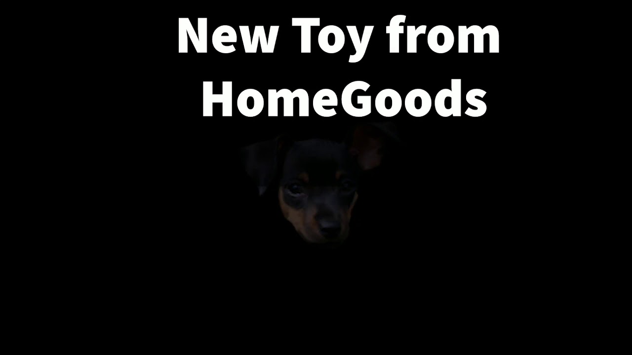 NEW DOG TOY from HomeGoods! DOES IT HOLD UP? YouTube