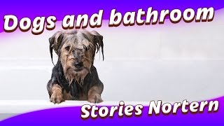 Dogs just don&#39;t want to bath - Funny dog bathing compilation