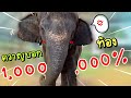 เจ้ไพโมโหเเล้ว❓โวยวายพังคอก🚫ควาญบอกท้องล้าน%❤️😂elephant