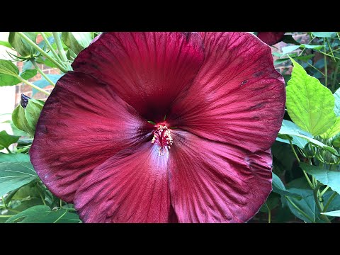 Video: Zona 4 Hardy Hibiscus - Ci sono piante di ibisco per i giardini della zona 4