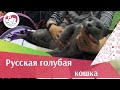 Русская голубая  порода  кошек на  ilikepet