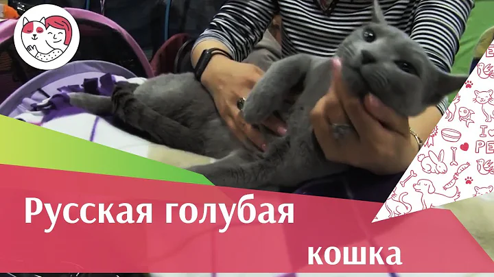 Video 11235211: russian blue cat breed, long cat