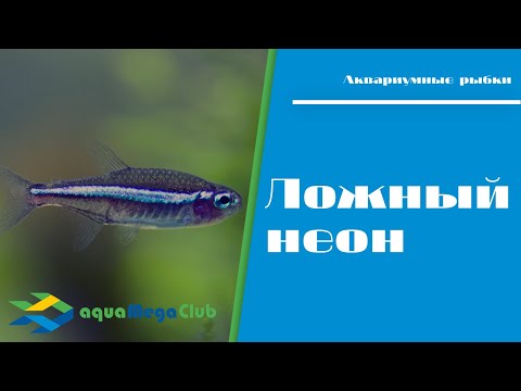 Ложный или зеленый неон (Paracheirodon simulans)