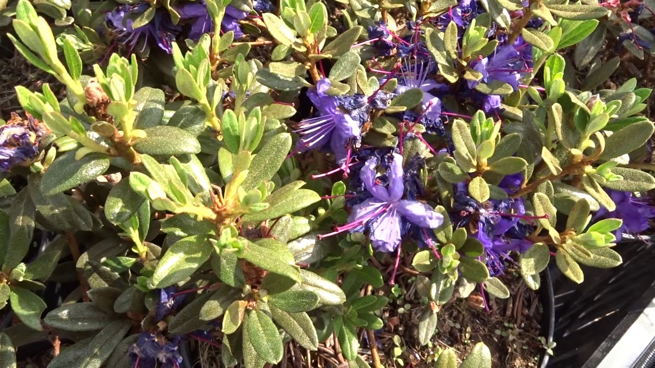 Rhododendron impeditum var. Azurika