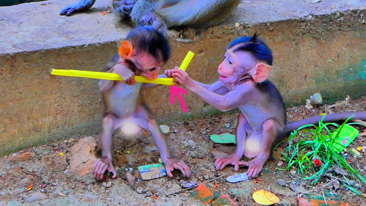 Monkey Using Instrument Amazing...Little baby monkey Mala is trying to play a musical ...