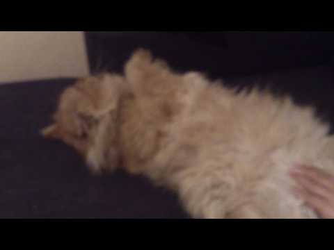 Видео: За какво мечтае котка?