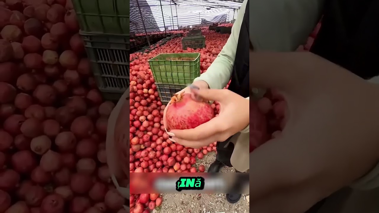 Nimeni nu mai face suc de rodie în felul asta 