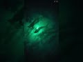 Did you know _sharks glow in the dark