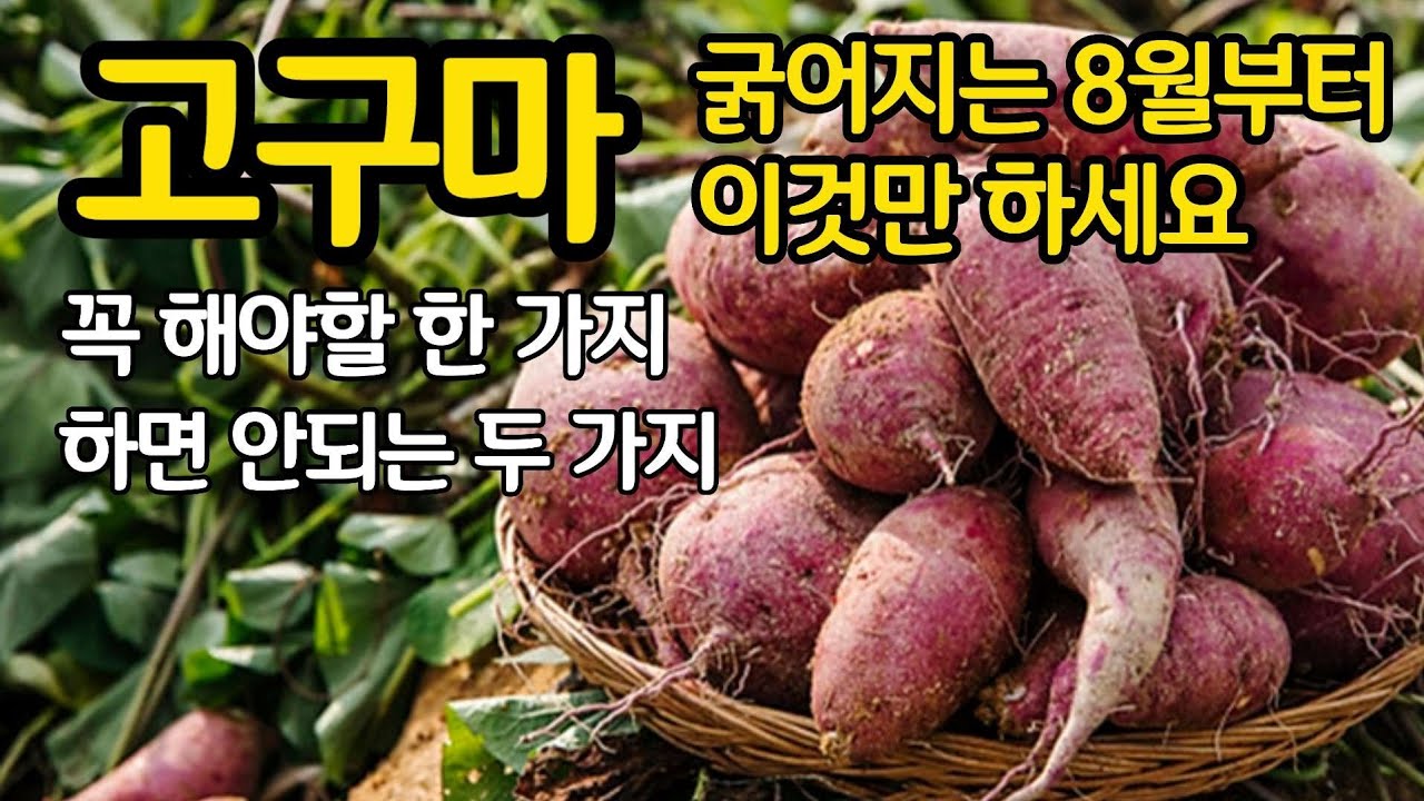 (8월 14일)고구마 굵어지는 8월부터 이것만 하세요- 꼭 해야 할 한 가지와 하면 안되는 두 가지