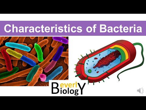 Videó: Melyek a baktériumok jellemzői?