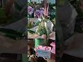 Bio Sachê Fertilizante Orgânico para Orquídeas Vila Verde