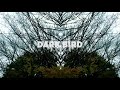 Dark bird  up in the clouds official