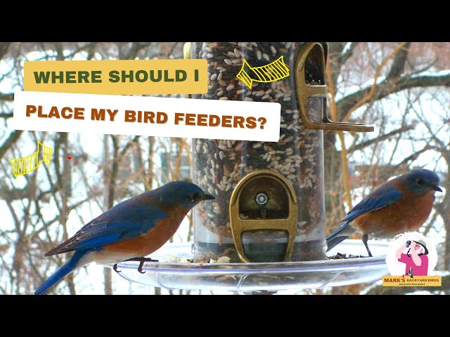 I put a connected bird feeder in my yard 😱 