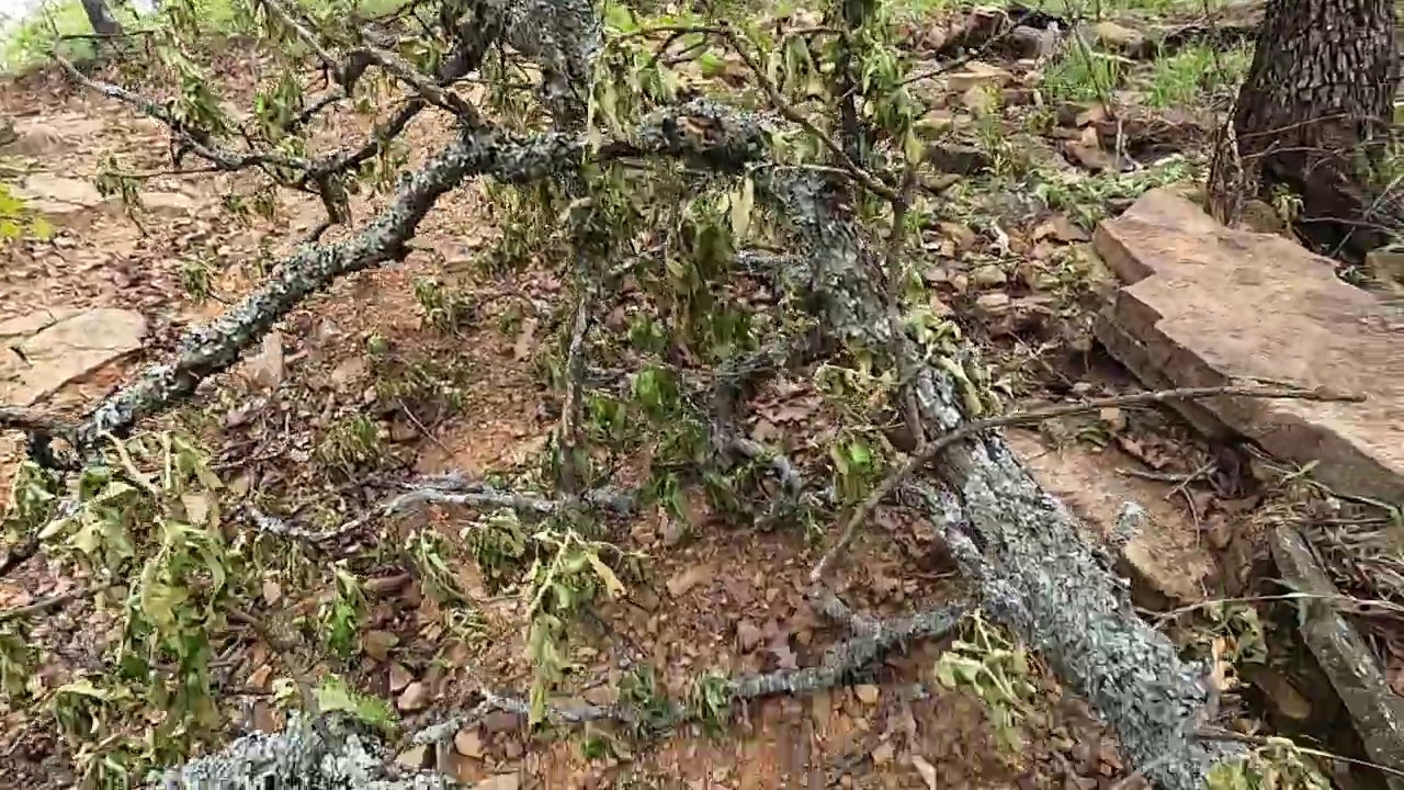 Scipio 04/17/2020 YZ125X Trail Riding 2 YouTube