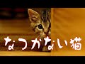 中島みゆき なつかない猫 (covered by K)