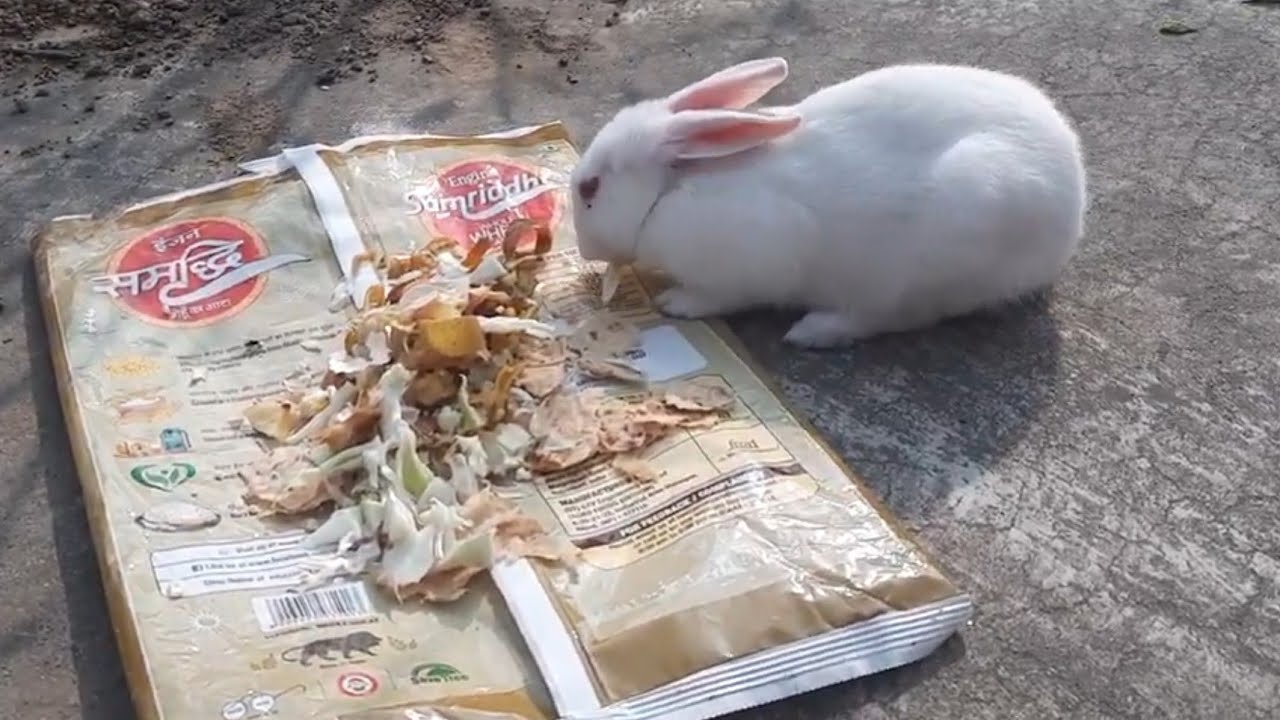 Rabbit is eating the Peels of Apple 🍎 and some other items krishandevmandal YouTube