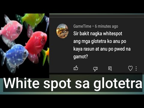 Video: Ano ang ibig sabihin ng Tetra sa biology?