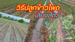 วิธีปลูกข้าวโพดเลี้ยงสัตว์