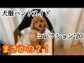 トイプードル【犬服ハンドメイドコレクション’20】まさかの…サイズが合わない？！