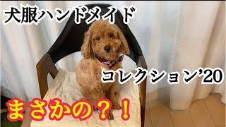 トイプードル【犬服ハンドメイドコレクション’20】まさかの…サイズが合わない？！