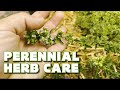 Mediterranean herbs  how to care for prune and propagate