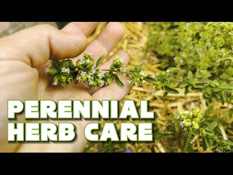 Video: Herb Garden Care - How To Care For An Herb Garden