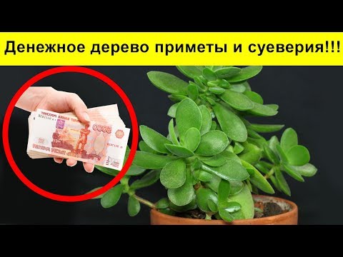 Денежное дерево толстянка Приметы и Суеверия