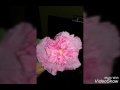 علوس عبدالرحمن اسلك ردي بامانه