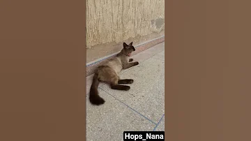 هوبس جالس وحاضي لونا بعدت عليه هو يوقف وناض تبعها Hops Louna 