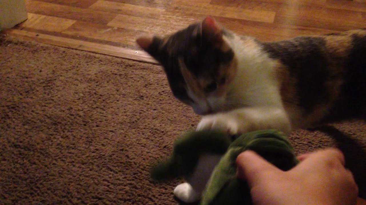 Cat training YouTube