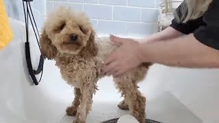 Grooming a Toy Poodle by Love of Grooming 3,220 views 1 month ago 33 minutes