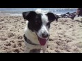 Border Collie Mix Jack Russell Terrier Lotta beantwortet Fragen (°_°)