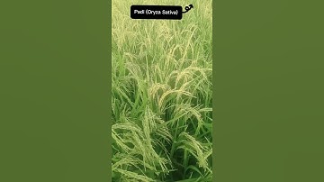 Thumbnail of Padi /Oryza Sativa