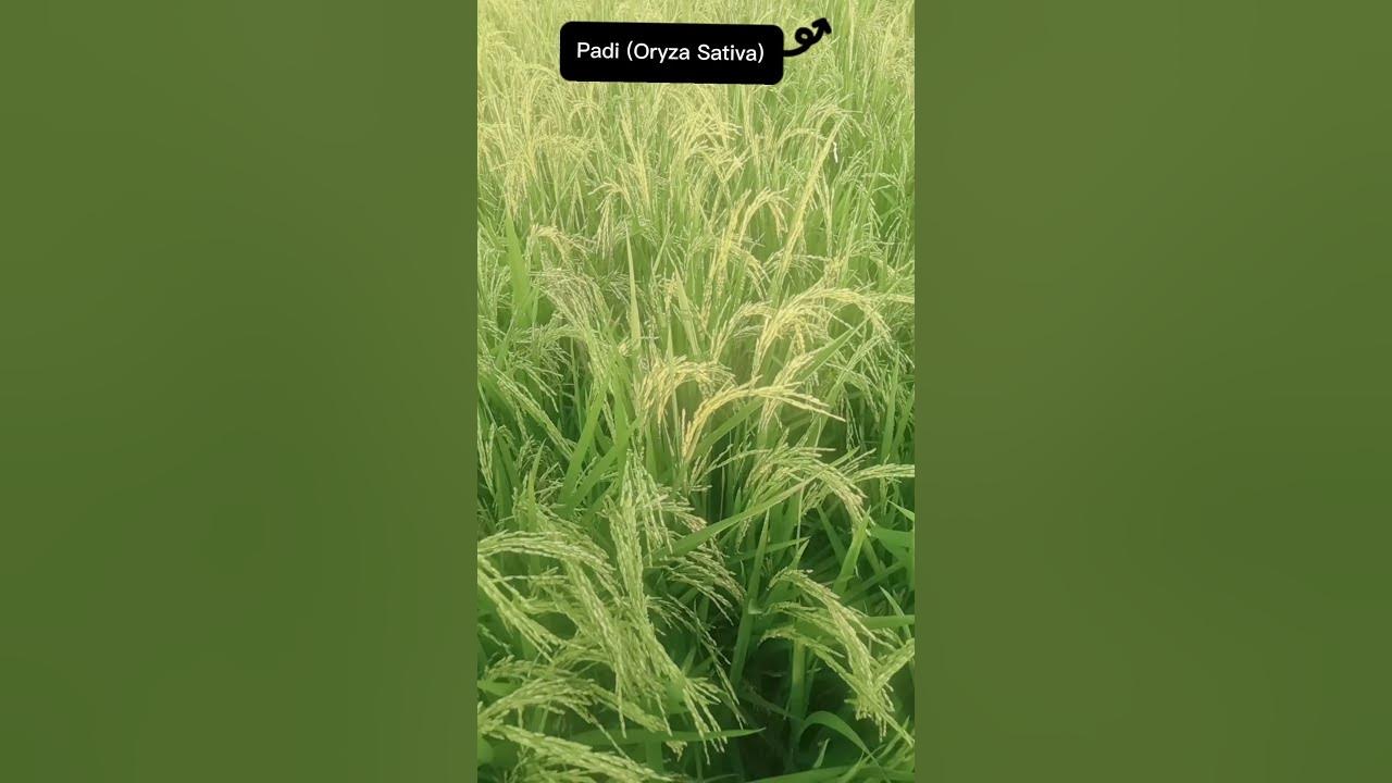 Padi /Oryza Sativa
