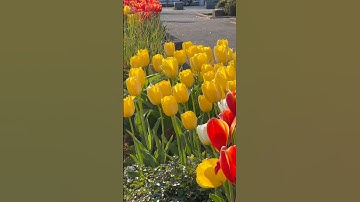 This video captures the essence of spring in full bloom. In the foreground, vibrant yellow tulips