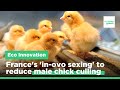 ‘Crushing animals is an aberration’: Tech is saving male chicks from being killed by egg industry