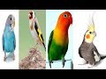 4 DE LOS MEJORES PAJAROS PARA TENER COMO MASCOTA