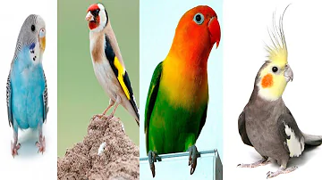 ¿Cuál es el pájaro mascota más juguetón?