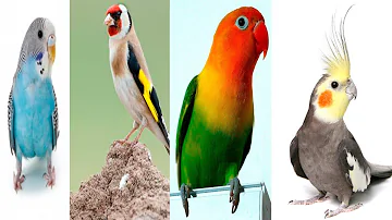 ¿Cuál es el tipo de ave más amigable?