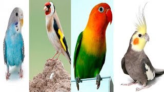 4 DE LOS MEJORES PAJAROS PARA TENER COMO MASCOTA