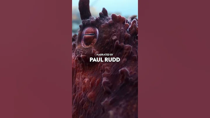 Secrets Of The Octopus | Monday 22 April