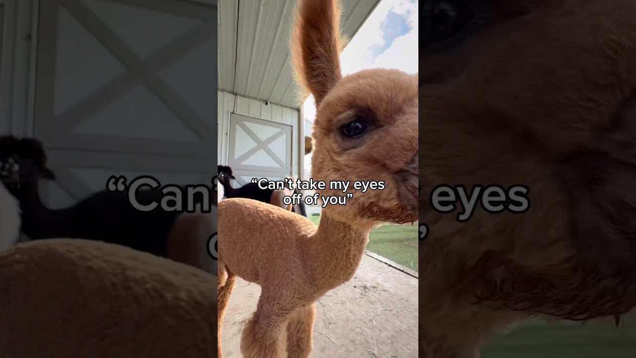 Не могли оторвать взгляд. Оказалось, они тоже 👀🤣 