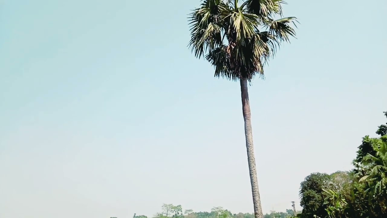 Morning ☀️🌅 Green Village In West Bengal | VILLAGE VLOG