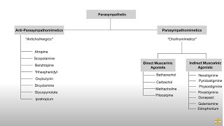 Autonomic Nervous System (Pharmacology, Receptors, and Physiology)