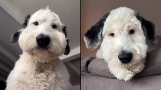 This Dog Might Actually Be Real-Life Snoopy