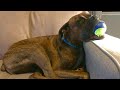 Boxer That Will Make You Laugh Out Loud - Ultimate Boxer Dog Compilation