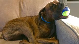 Boxer That Will Make You Laugh Out Loud  Ultimate Boxer Dog Compilation